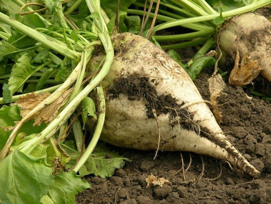 White Sugar Beet Seeds – High - Yield Root Vegetable for Sweetener or Feed - Dharaseeds