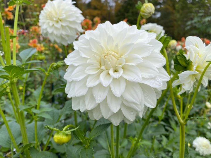 White Swan Dahlia Flower Seeds for Planting, 100 Pcs - Dharaseeds