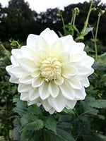 White Swan Dahlia Flower Seeds for Planting, 100 Pcs - Dharaseeds