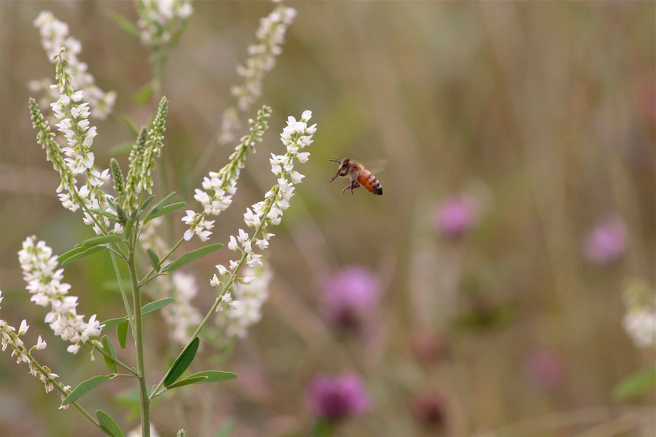 Yellow Sweet Clover