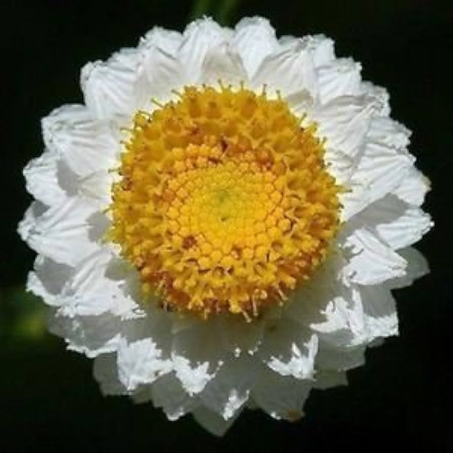 White Winged Everlasting Seeds – Paper Button Flowers Ideal for Dried Arrangements - Dharaseeds