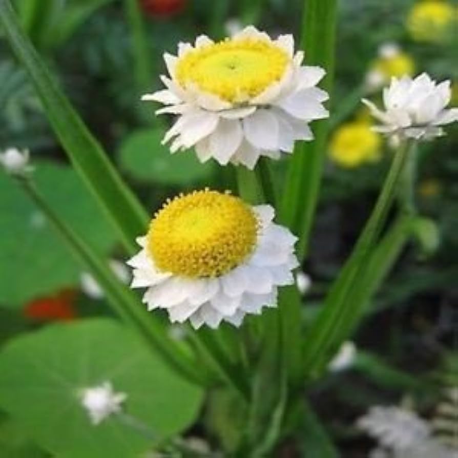 White Winged Everlasting Seeds – Paper Button Flowers Ideal for Dried Arrangements - Dharaseeds
