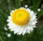 White Winged Everlasting Seeds – Paper Button Flowers Ideal for Dried Arrangements - Dharaseeds