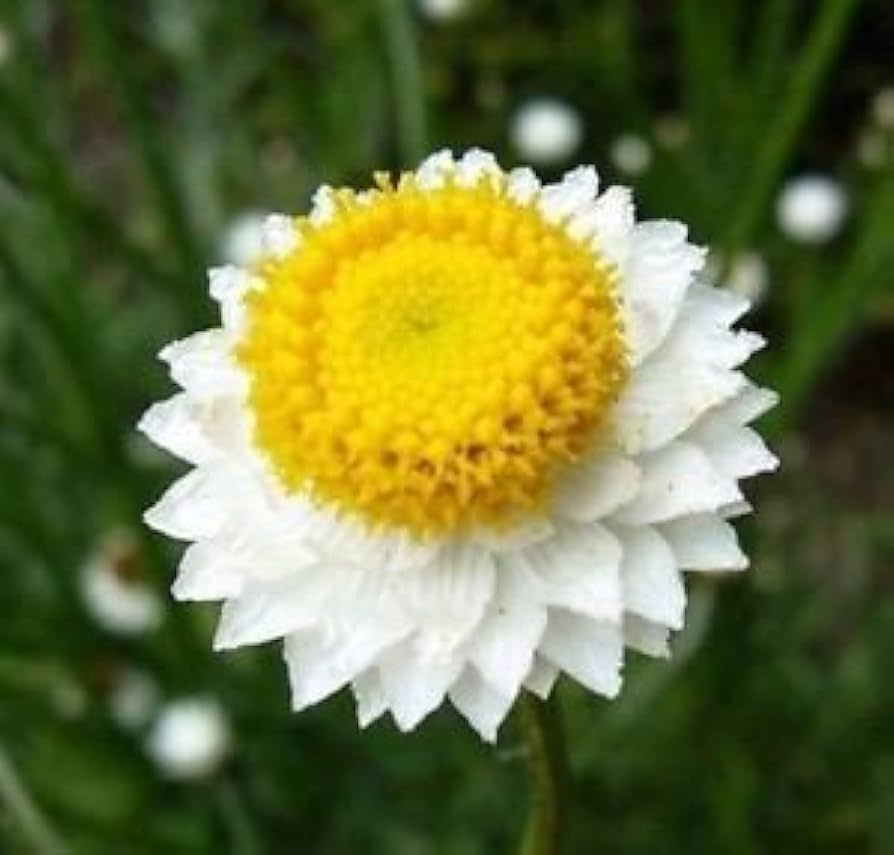 White Winged Everlasting Seeds – Paper Button Flowers Ideal for Dried Arrangements - Dharaseeds