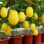 White Yellow Melon Cantaloupe growing on vine sweet melon variety