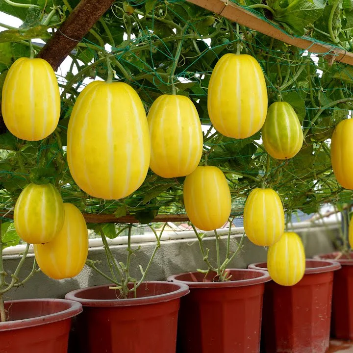 White Yellow Melon Cantaloupe growing on vine sweet melon variety