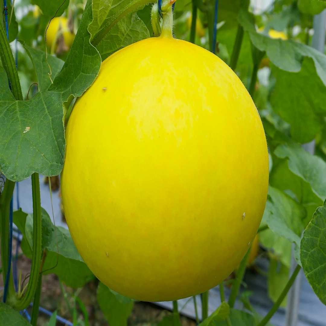 Closeup of White Yellow Melon Cantaloupe seeds high quality for planting