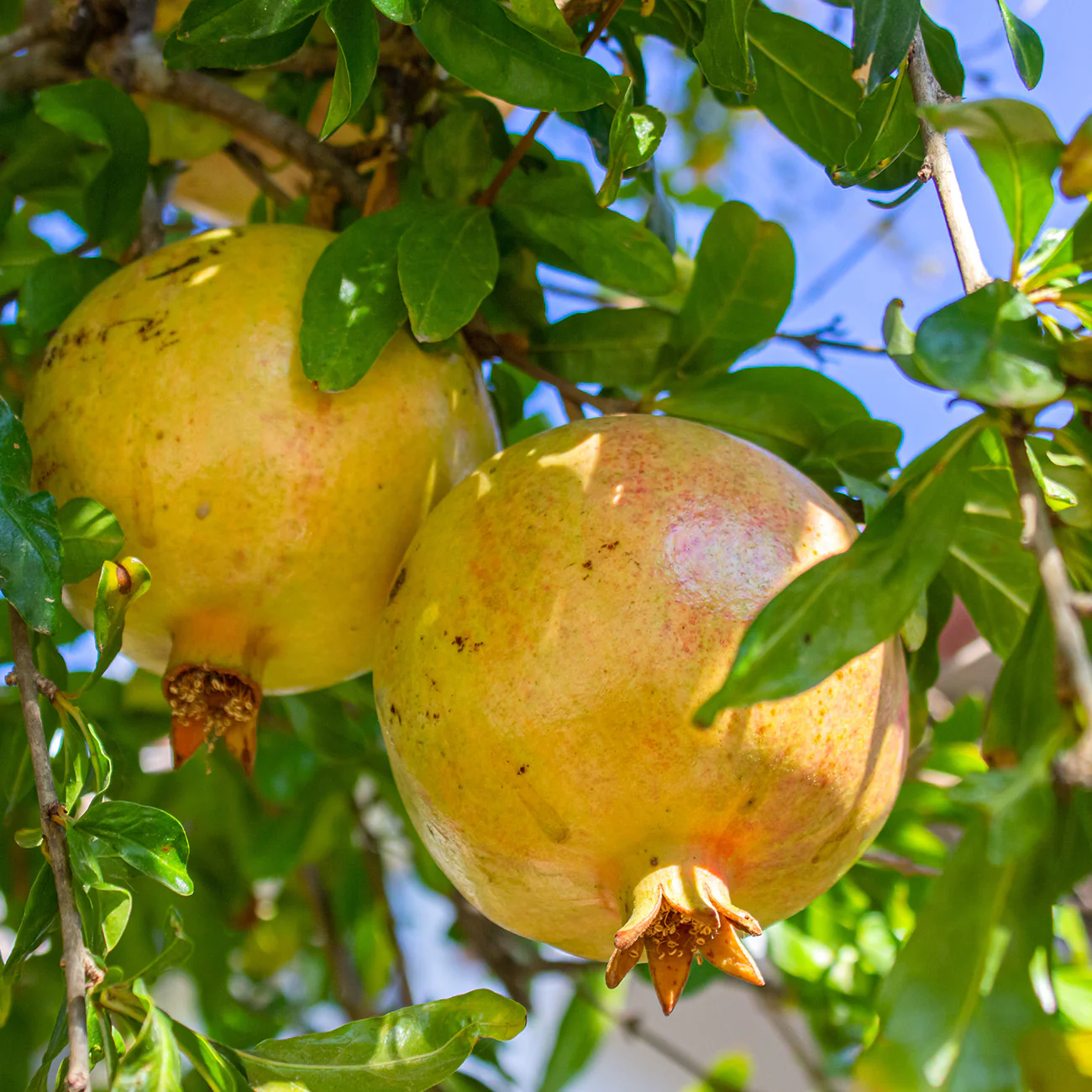 Muscat White Pomegranate Fruit Seeds for Planting – Perfect for Indoor Growing, Rare White, Super Soft & Sweet
