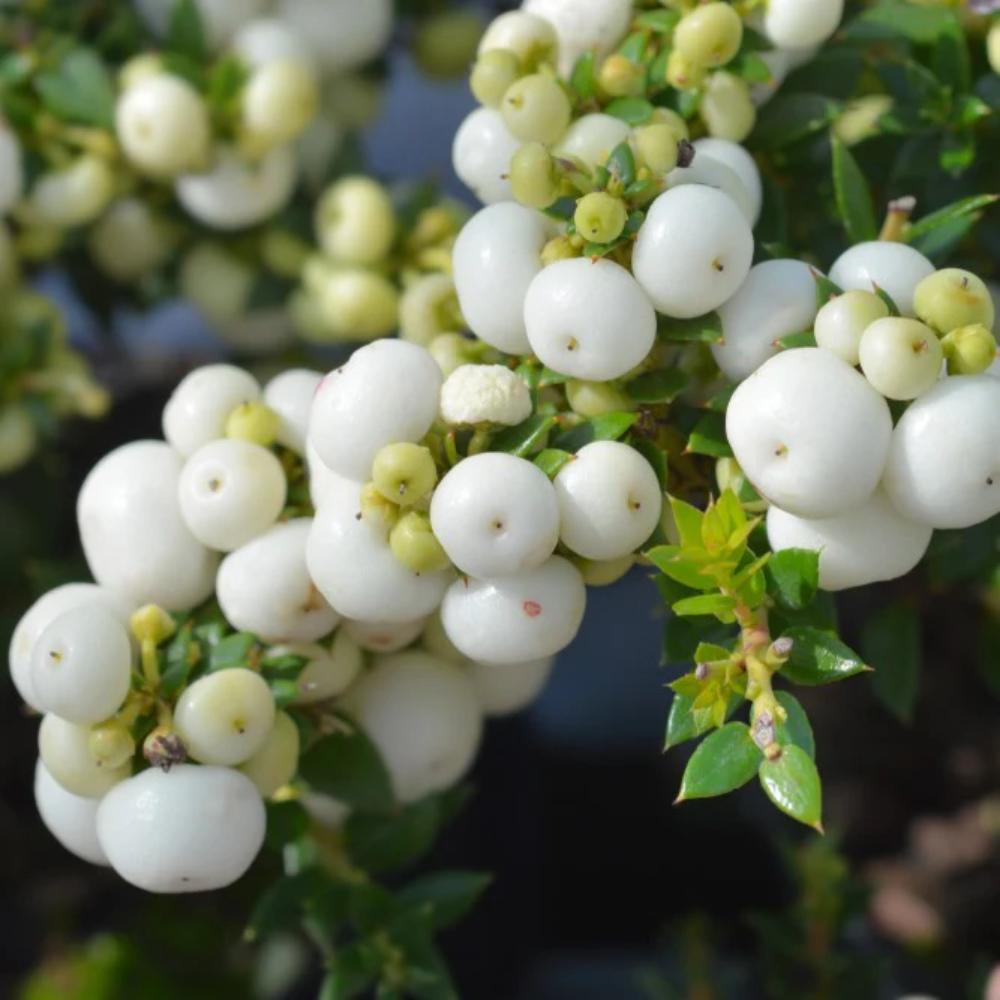 Gaultheria antipoda (Snowberry) – New Zealand Fruit Seeds for Planting- Hardy Gaultheria for Ornamental and Edible Berries