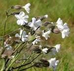 Campion Flower Seeds for Planting, NON GMO Seeds for planting in home garden