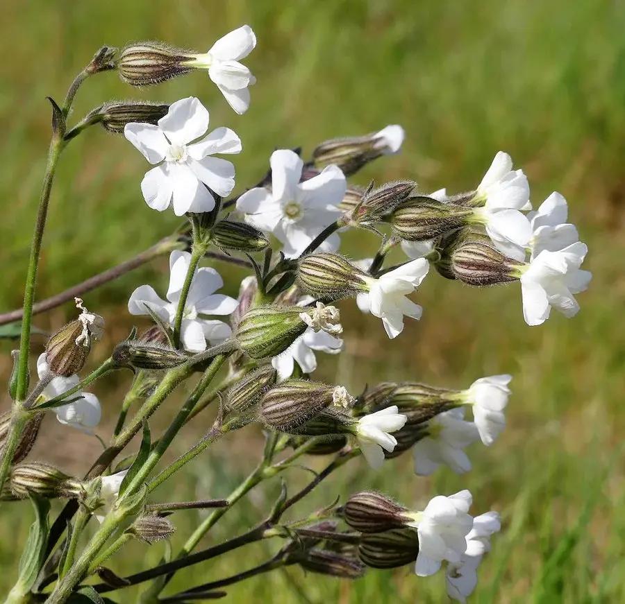 Campion Flower Seeds for Planting, NON GMO Seeds for planting in home garden