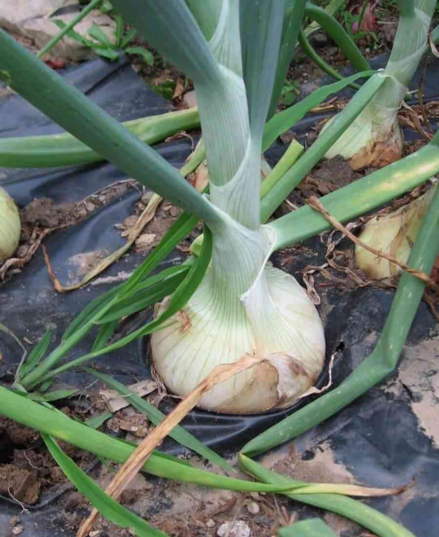 White Onion Seeds Heirloom Non-GMO High Germination Organic Garden Seeds