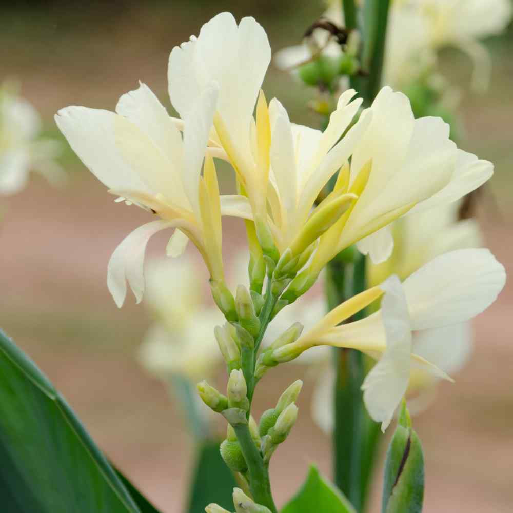 Canna White Lush Foliage Plant Seeds