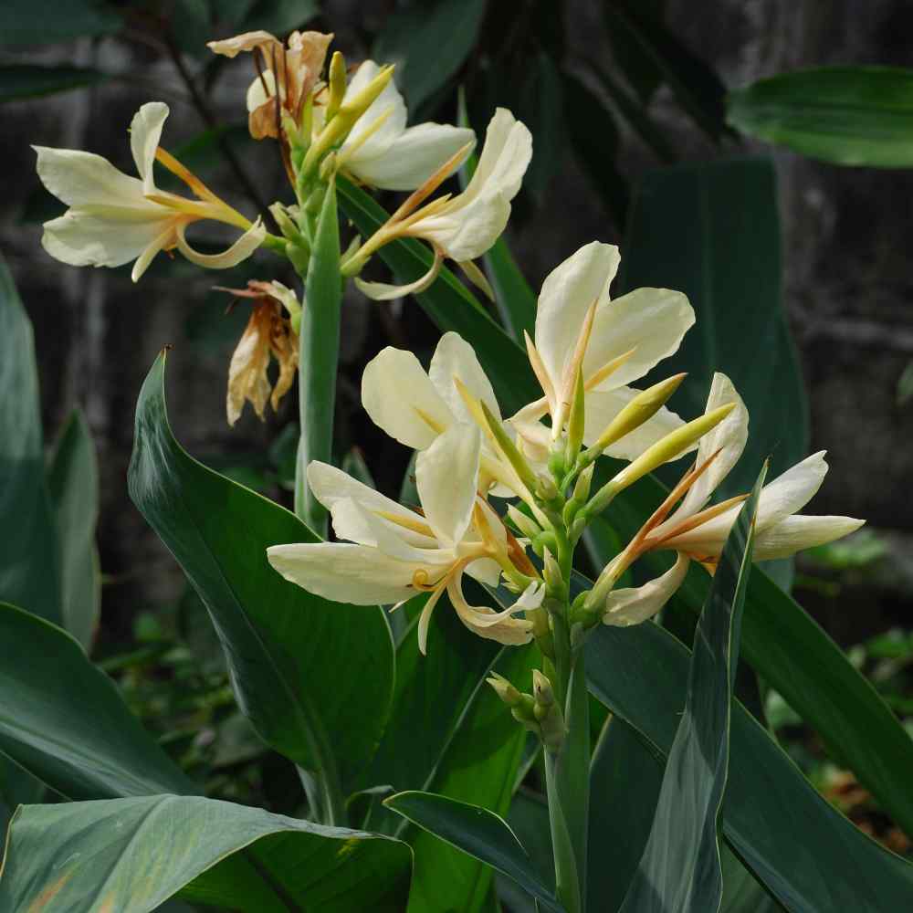 Canna White Lush Foliage Plant Seeds