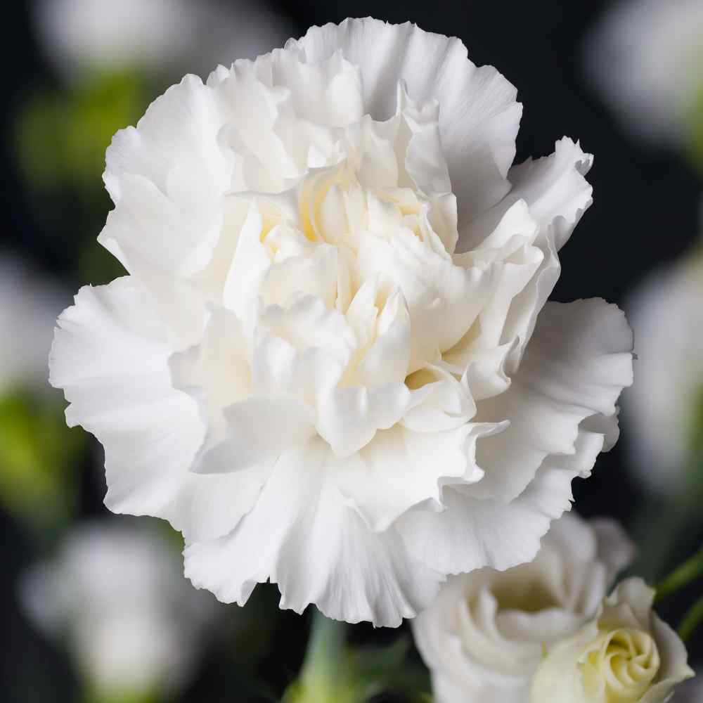 Carnation White Pure Bloom Flower Seeds