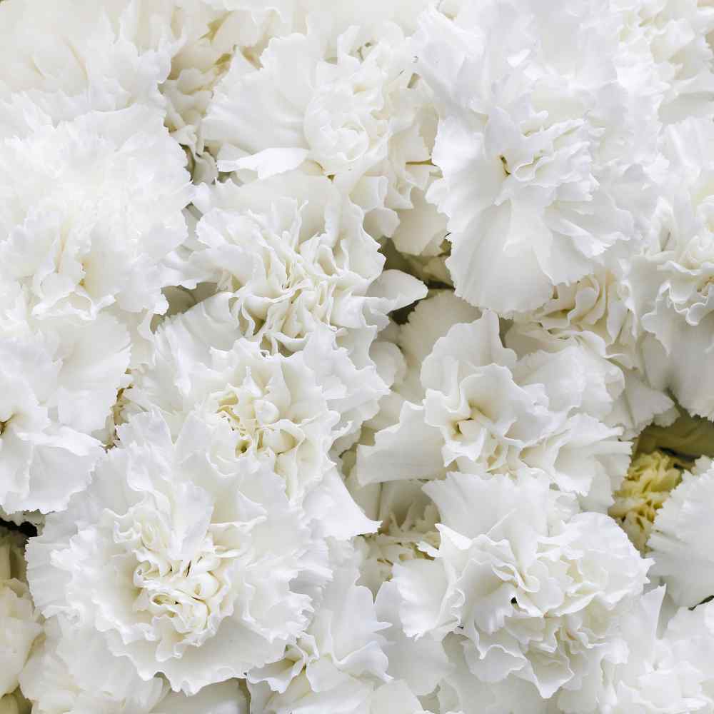 Carnation White Pure Bloom Flower Seeds