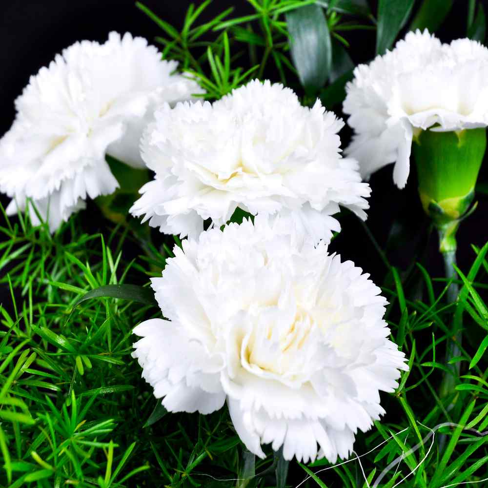 Carnation White Pure Bloom Flower Seeds