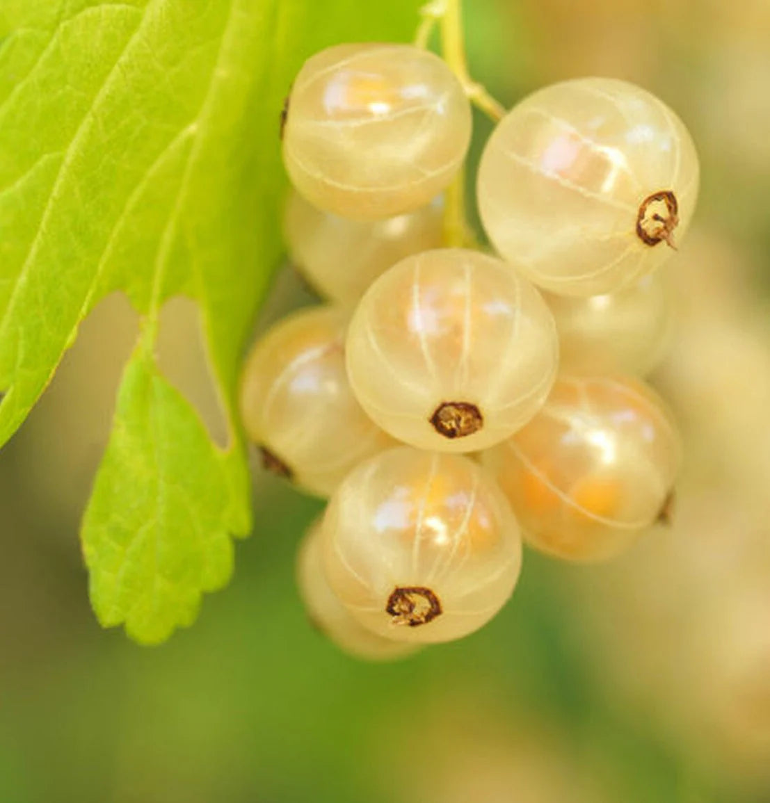 Currant seeds