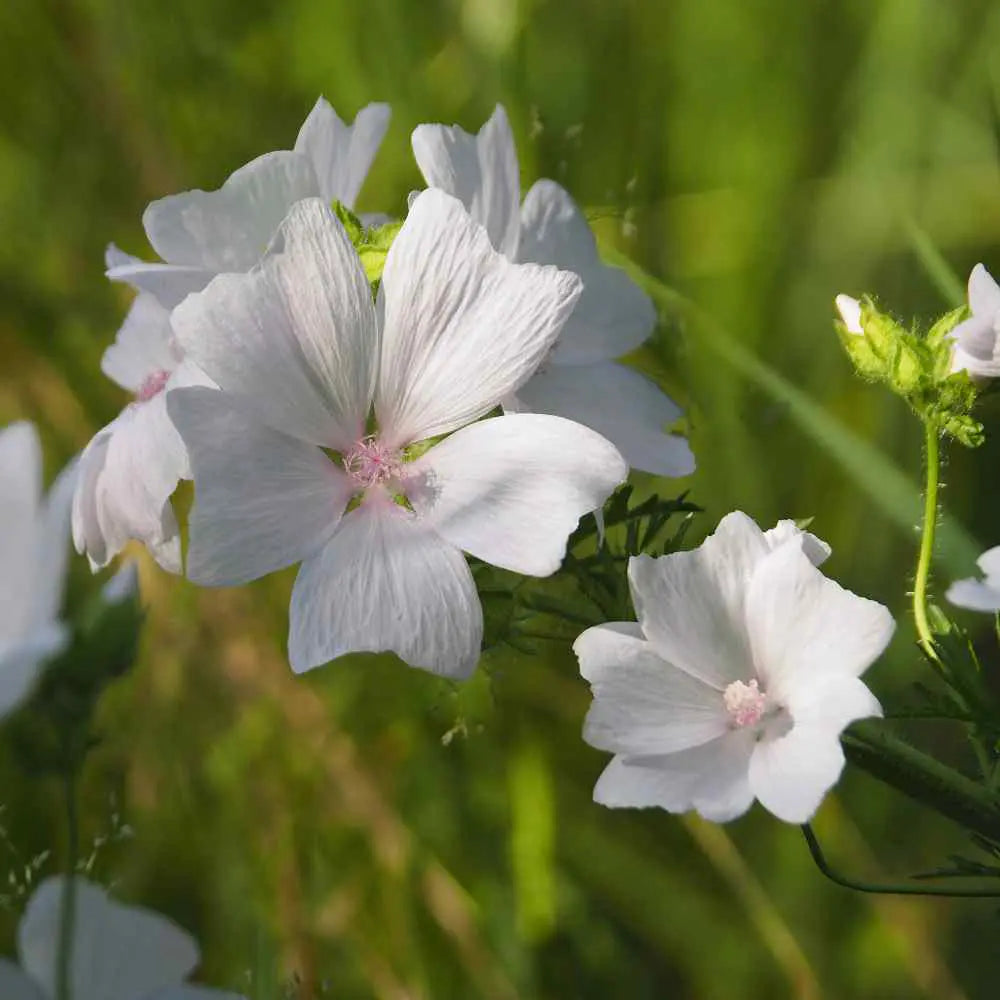 White Perfection with Pink Anthers Malva Flowering Seeds For Planting