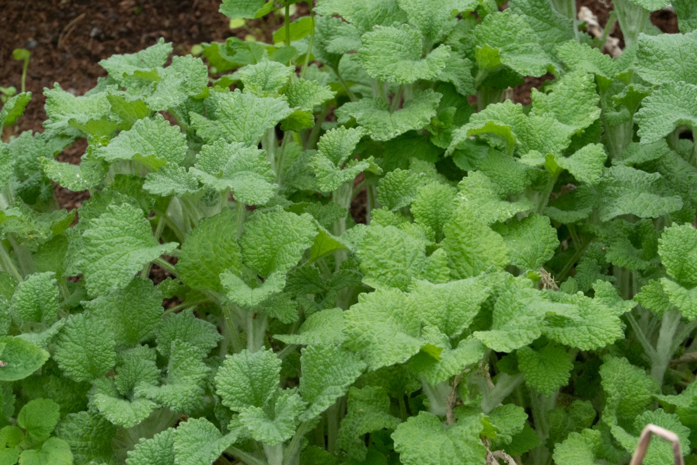 Horehound Marrubium Vulgare Herb Seeds for Planting – Andorn Variety for Medicinal Herb Gardens and Dry Soil Areas