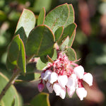 Whiteleaf manzanita seeds for planting non gmo