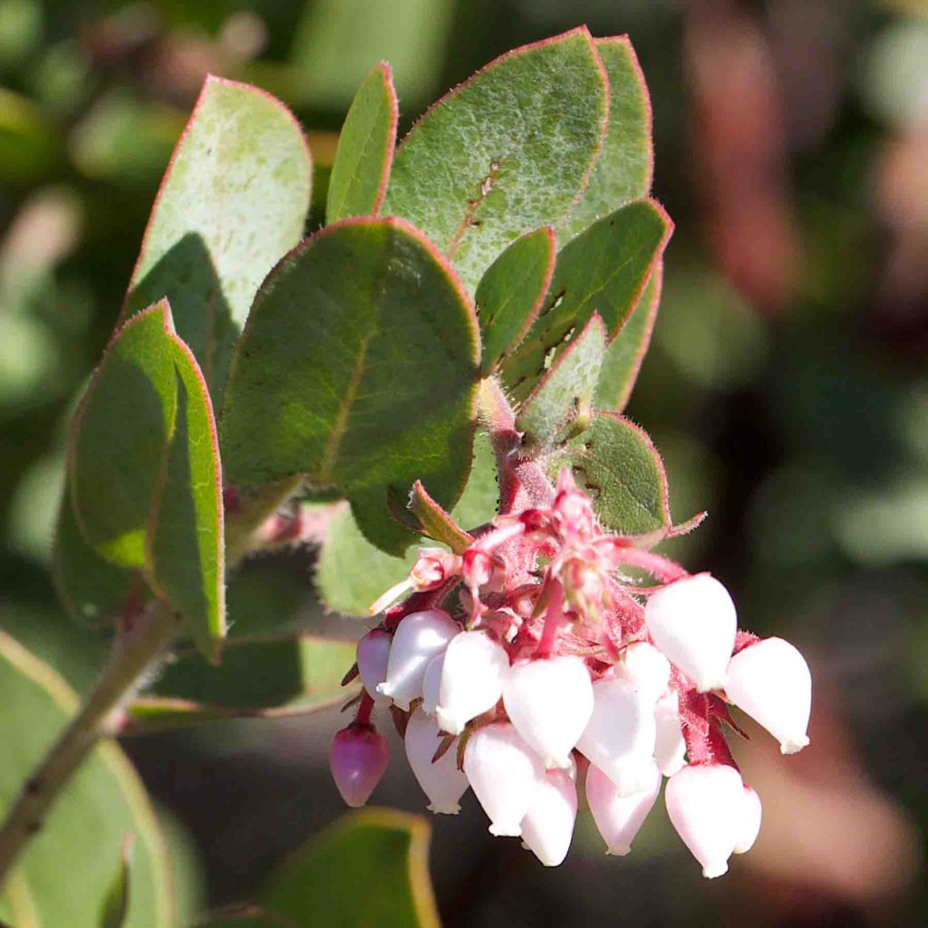 Whiteleaf manzanita seeds for planting non gmo