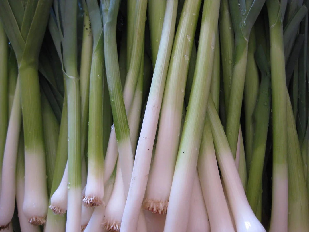 Whitewing Onion Seeds for home gardening high yield