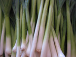 Whitewing Onion Seeds for home gardening high yield