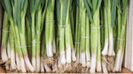 High germination Whitewing Onion Seeds for planting