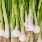 Whitewing Onion Seeds organic heirloom non GMO high germination