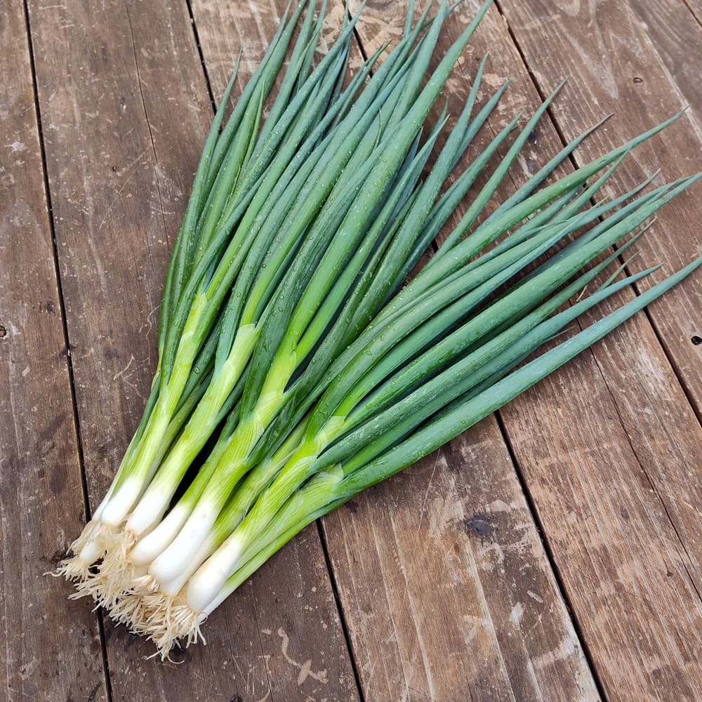 Organic Whitewing Onion Seeds for vegetable garden