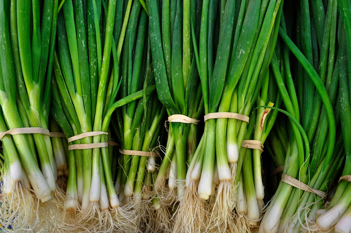 Whitewing Onion Seeds suitable for USDA zones 3 to 10