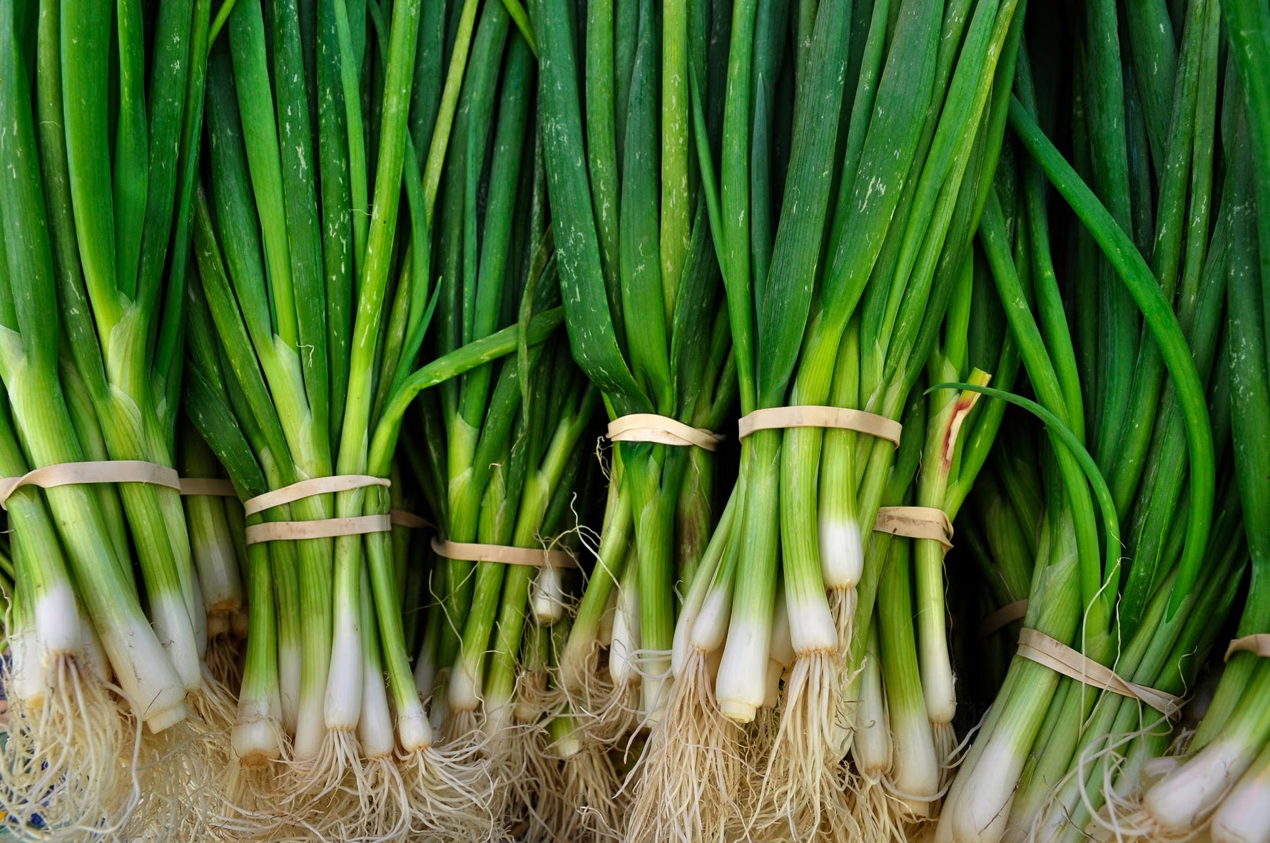 Whitewing Onion Seeds suitable for USDA zones 3 to 10