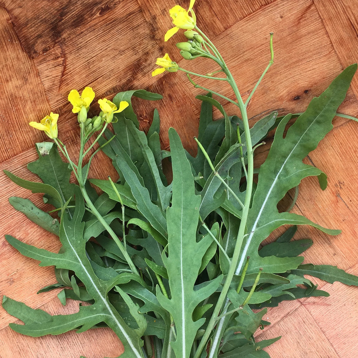 Full grown wild arugula plant in outdoor garden
