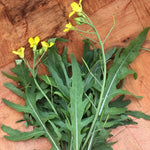Full grown wild arugula plant in outdoor garden