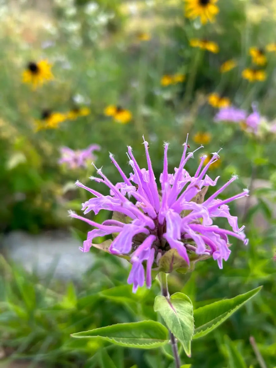 Bergamot & Wild Horse Mint Flowering Seeds For Planting (Monarda fistulosa)