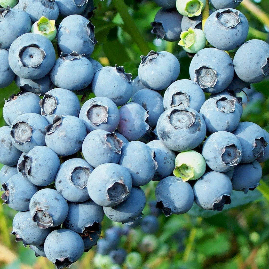 Wild blueberry seeds for home growing and terrace garden