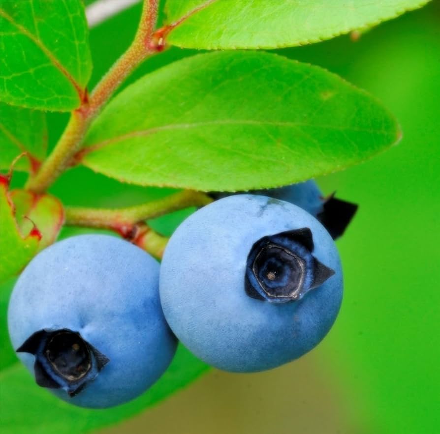 Wild blueberry Vaccinium angustifolium seeds for home garden planting