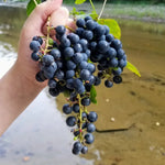 Wild grape climbing seeds for trellis and fencing