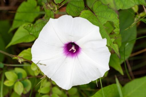Morning Glory Wild Open Pollinated heirloom non-gmo garden seeds
