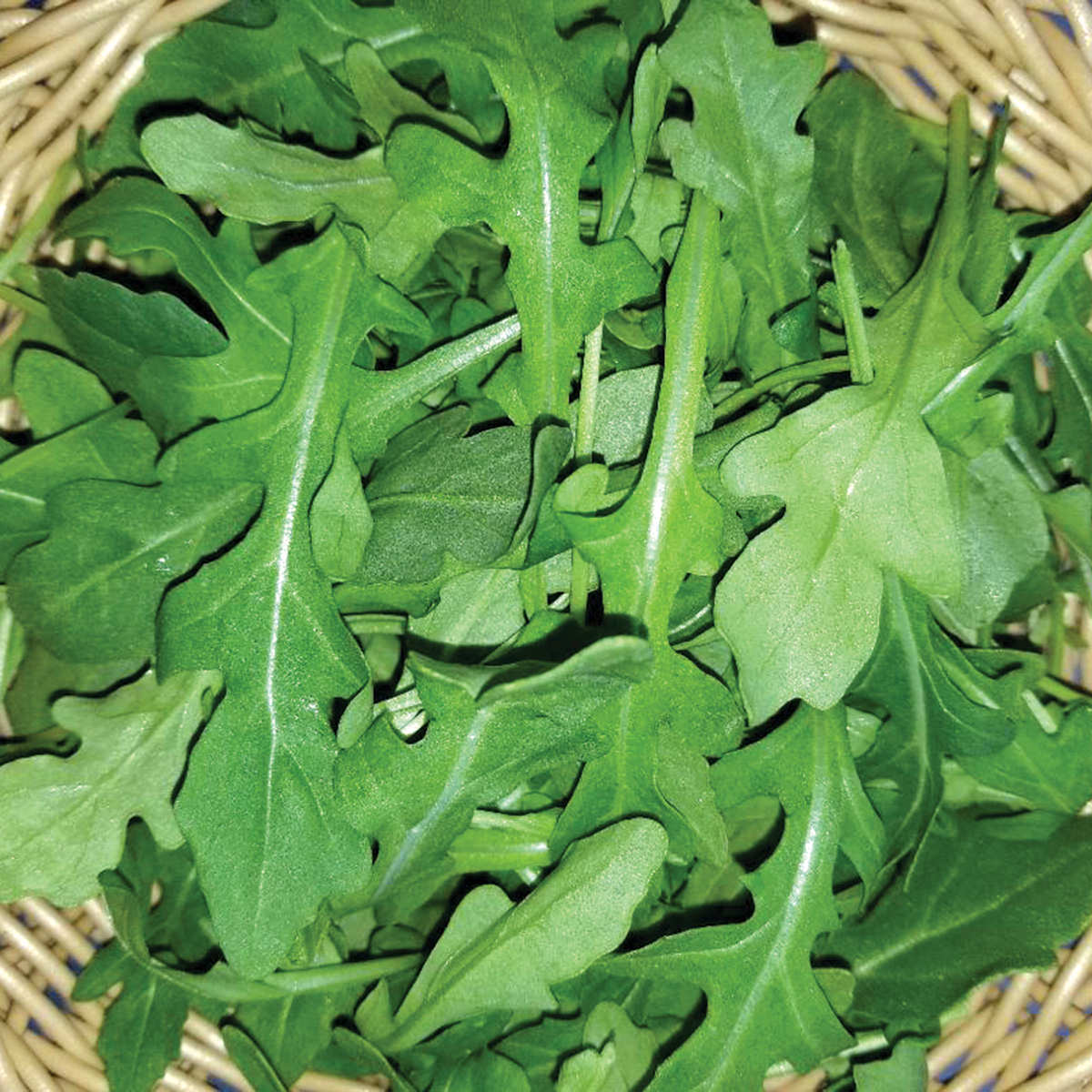 Wild rocket selvatica plant in raised garden bed