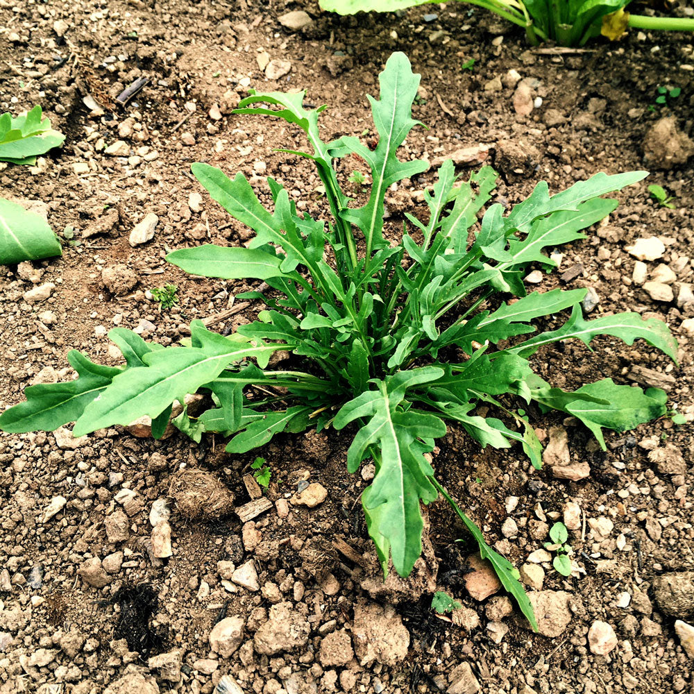 Wild rocket selvatica seedlings growing in nursery