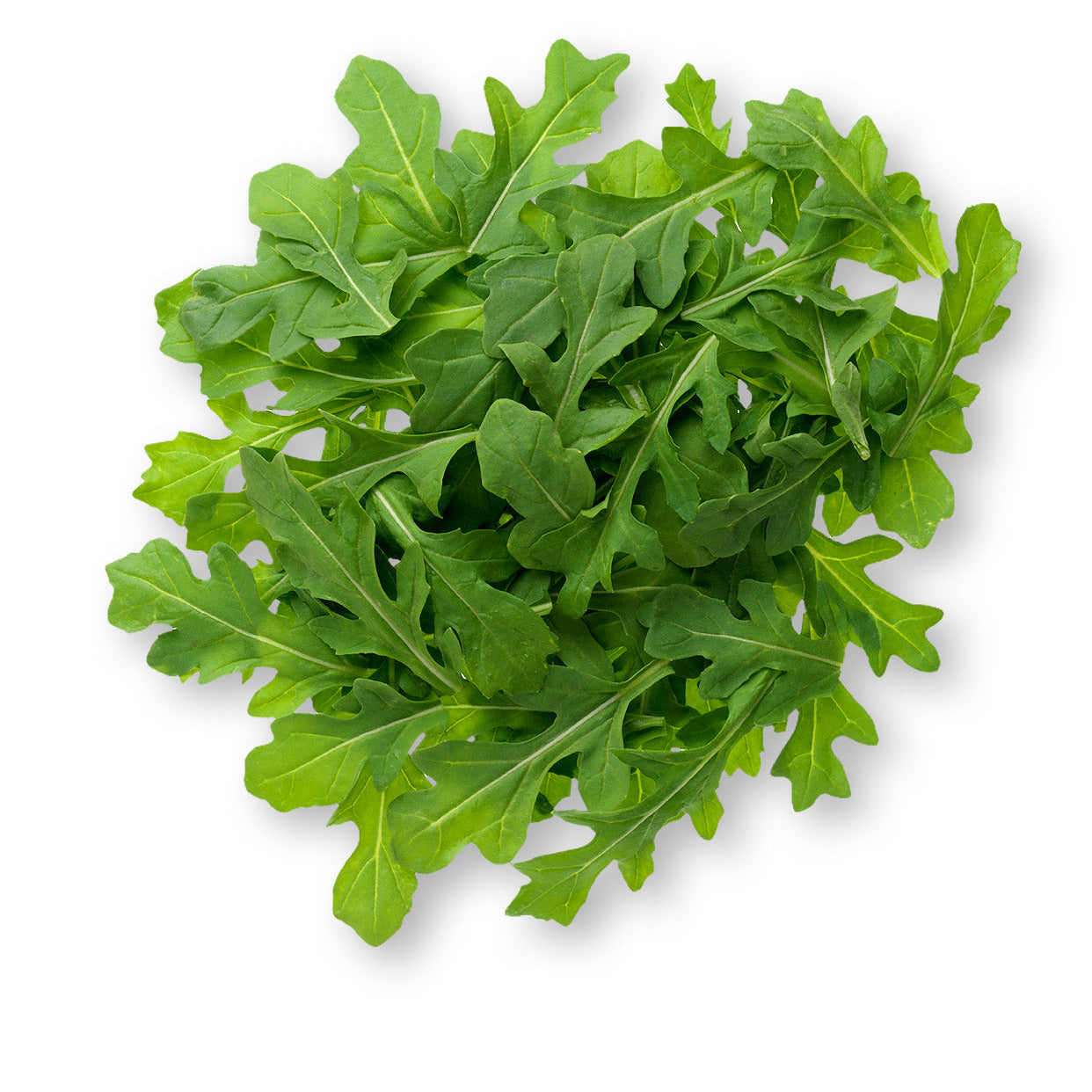 Wild rocket selvatica seeds germination in tray