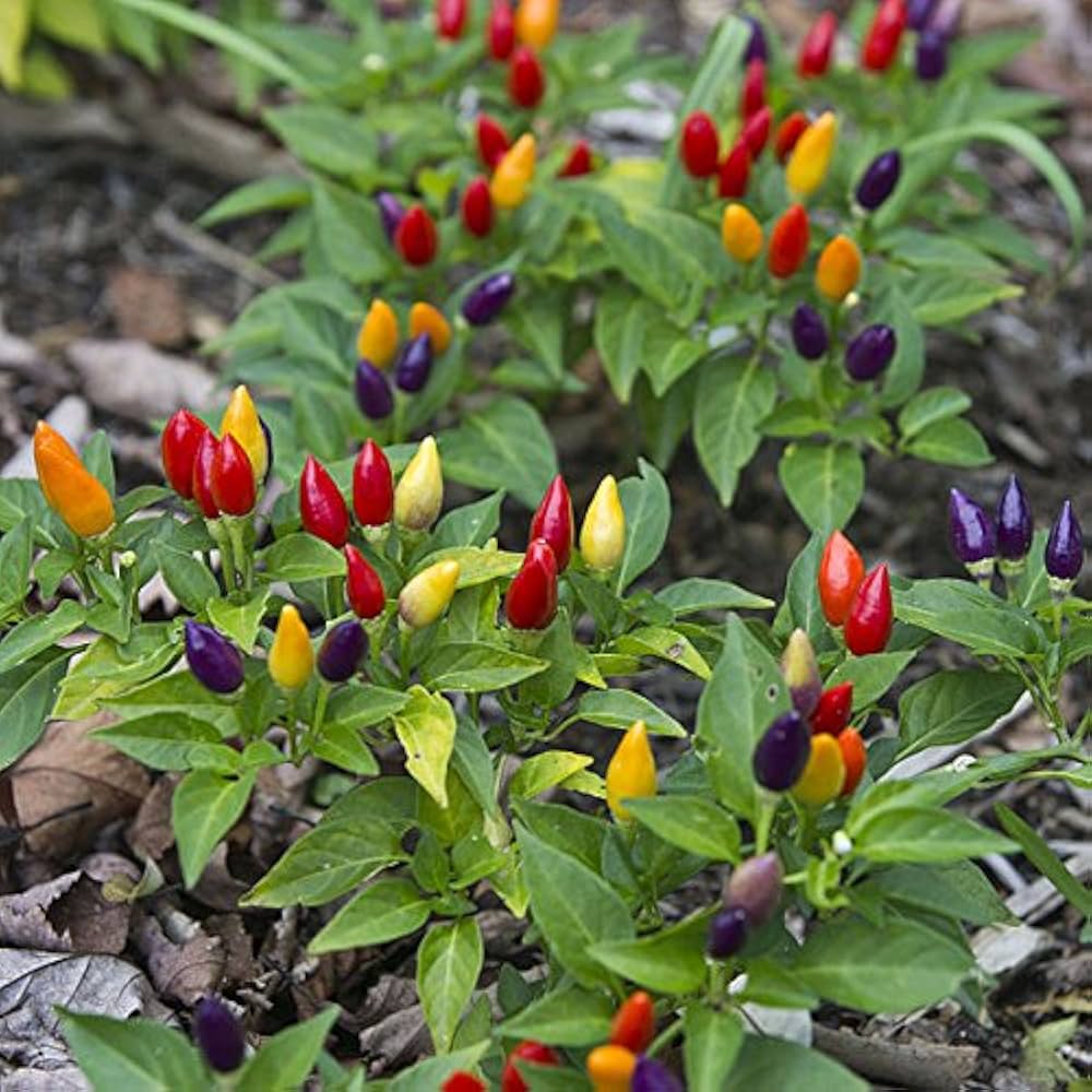 Wild Sky Pepper Seeds – Unique Spicy Vegetable with Decorative Appeal - Dharaseeds