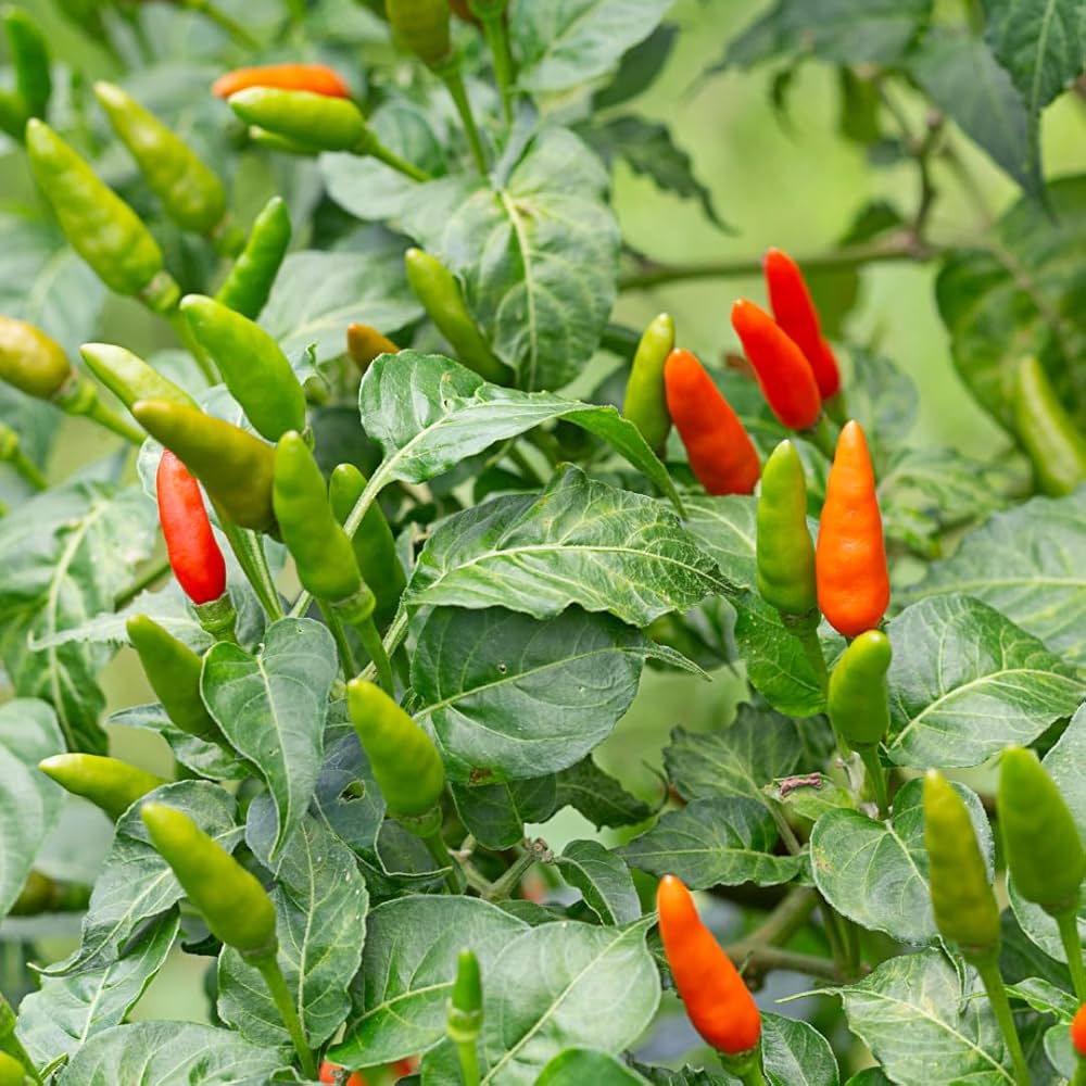 Wild Sky Pepper Seeds – Unique Spicy Vegetable with Decorative Appeal - Dharaseeds