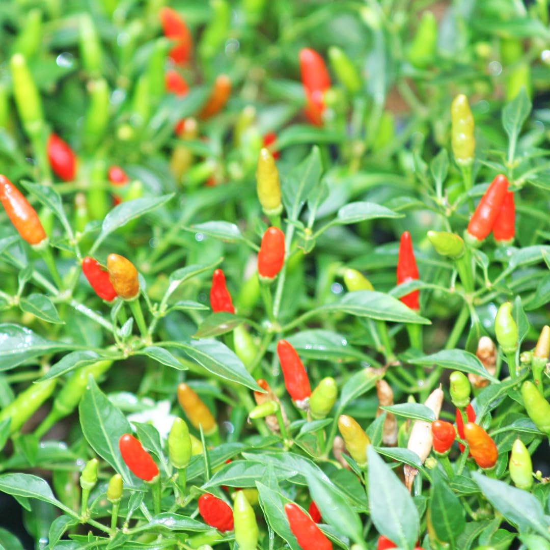 Wild Sky Pepper Seeds – Unique Spicy Vegetable with Decorative Appeal - Dharaseeds