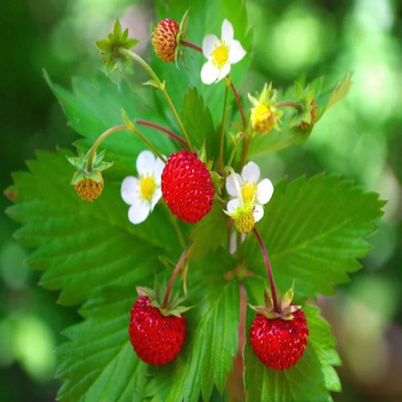 Non-GMO wild strawberry alpine seeds for growing