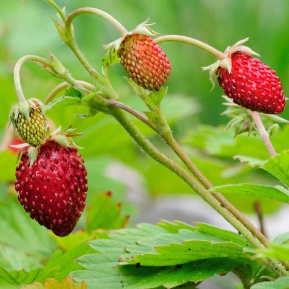 Wild strawberry Baron Solemacher seeds for planting home garden