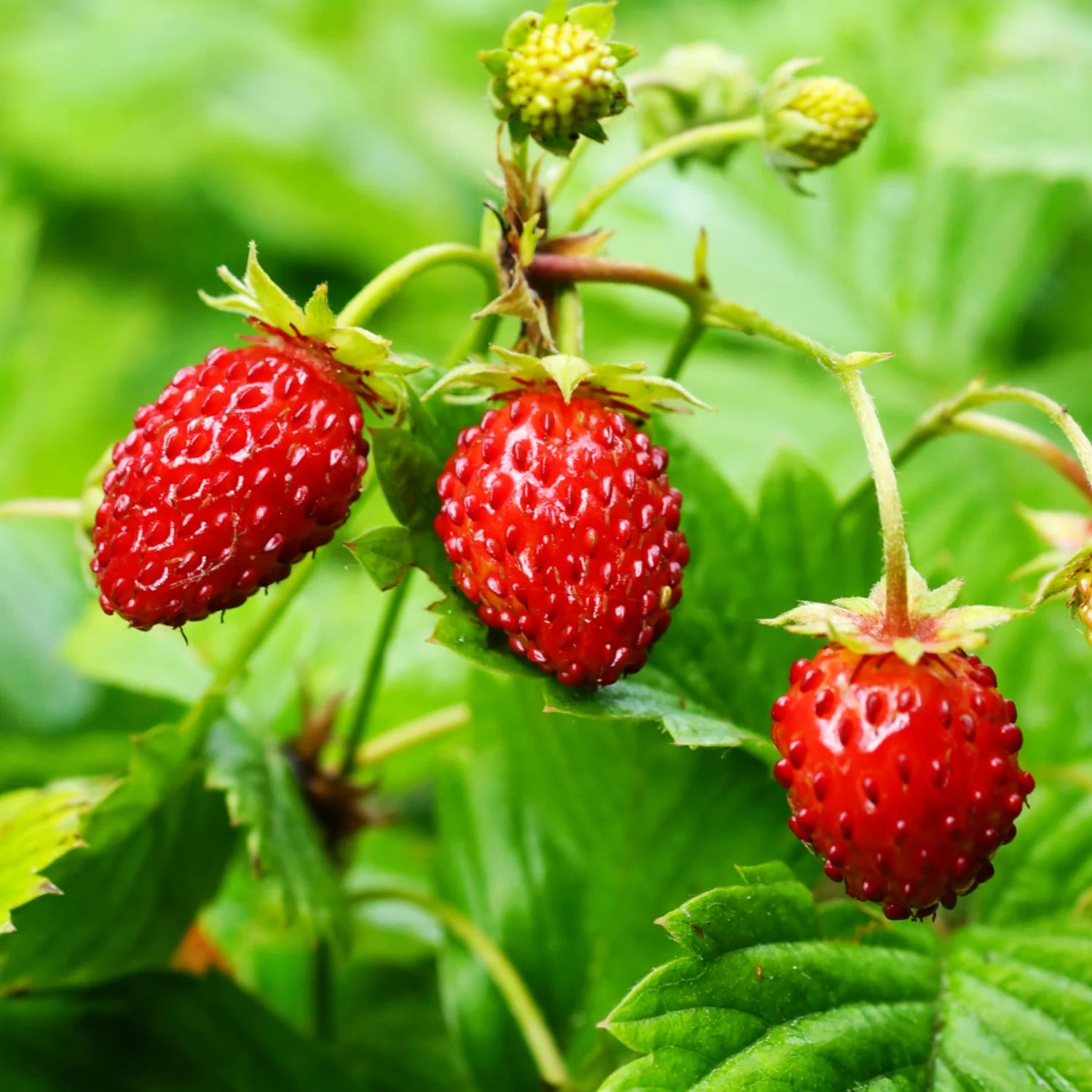 Wild Strawberry Baron Solemacher heirloom seeds for planting