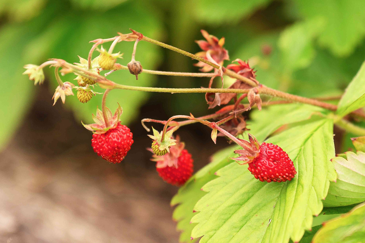 Forest Strawberry (Fragaria vesca)